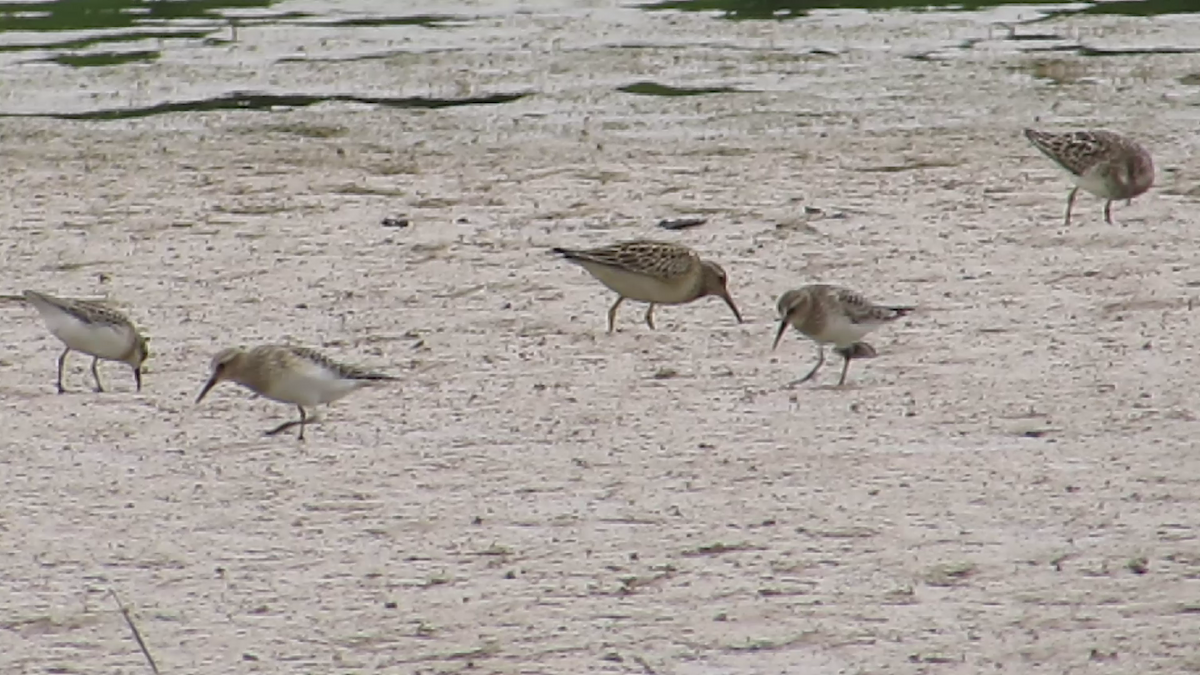 Baird's Sandpiper - ML67650171