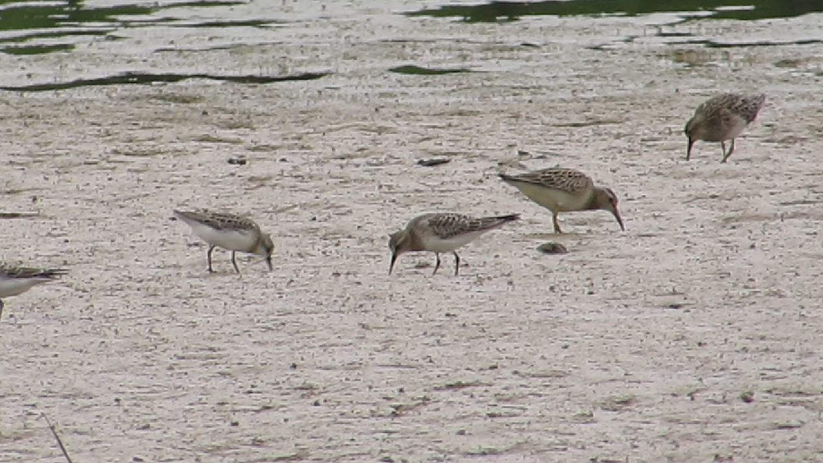 Baird's Sandpiper - ML67650181