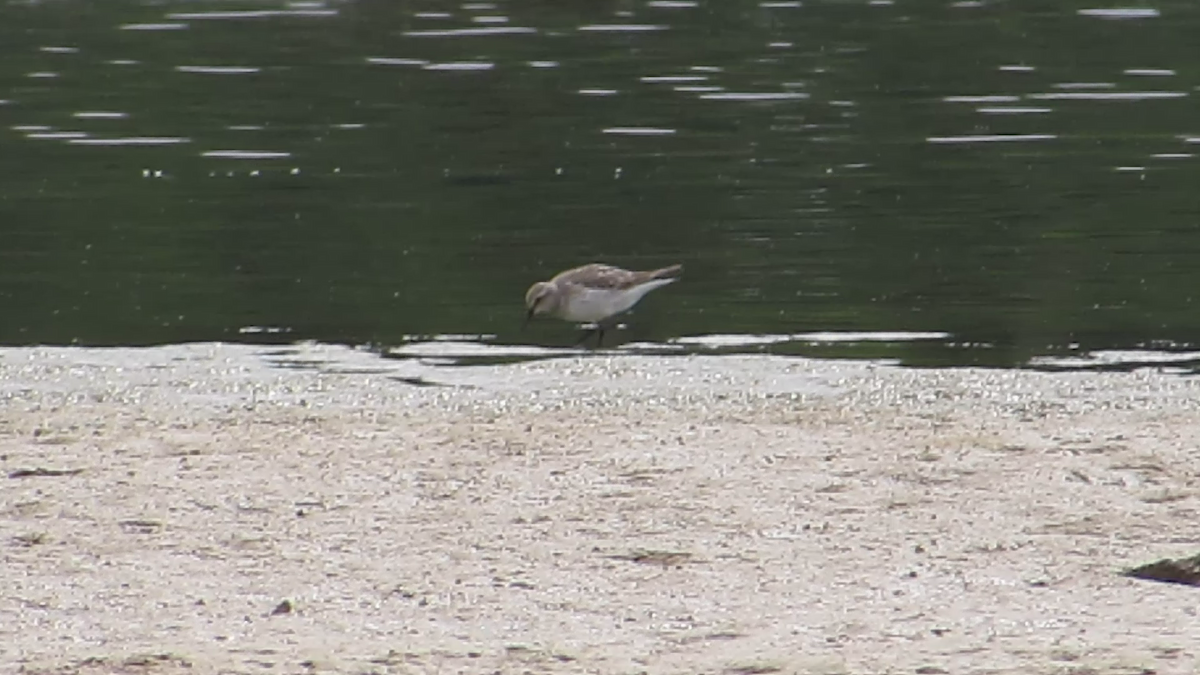 White-rumped Sandpiper - ML67650211
