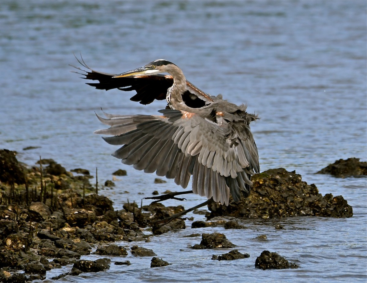 Great Blue Heron (Great Blue) - ML67650331