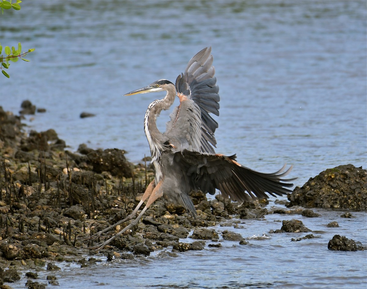 Great Blue Heron (Great Blue) - ML67650341