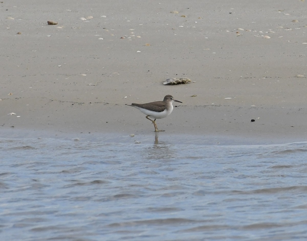 Spotted Sandpiper - ML67650371