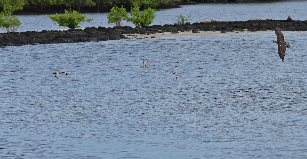 Balbuzard pêcheur - ML67650401