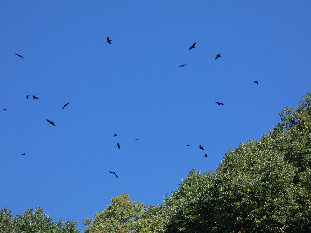 American Crow - ML67651161