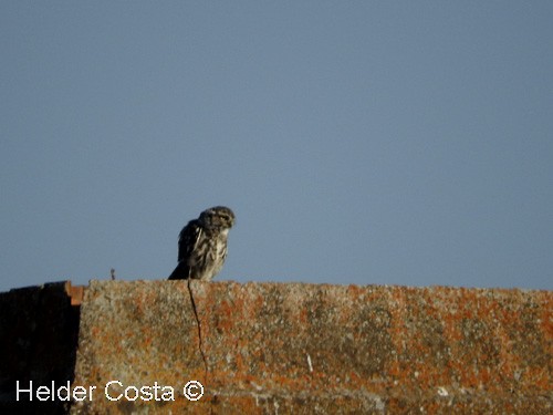 Little Owl - ML67651811