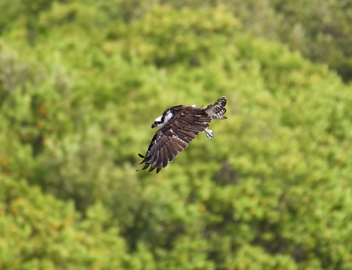 Osprey - ML67652091