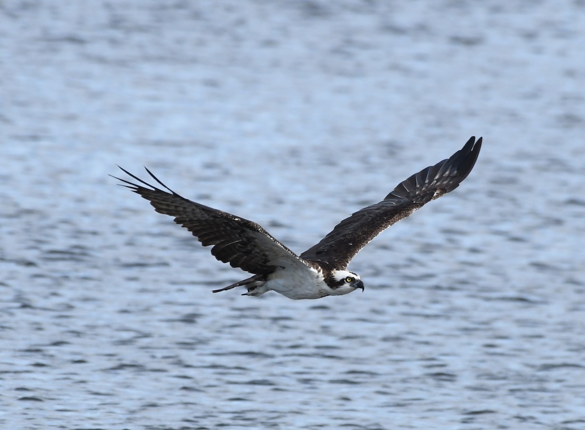 Balbuzard pêcheur - ML67652111