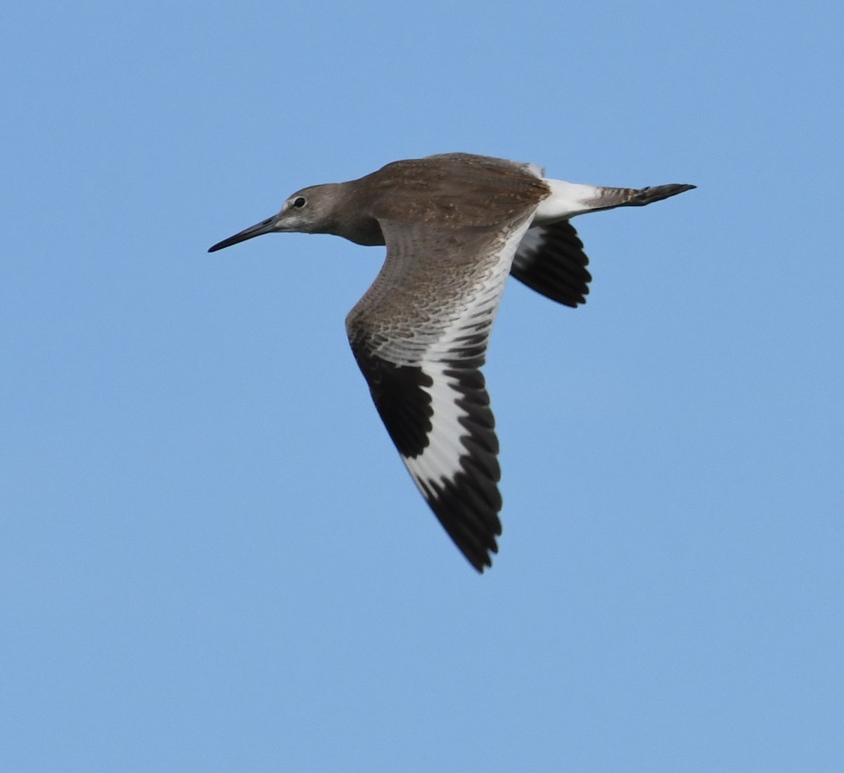 Willet - ML67652151