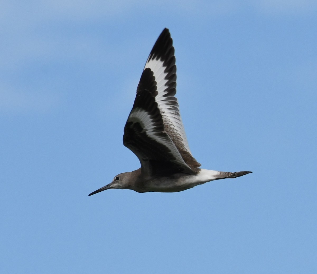 Willet - ML67652161