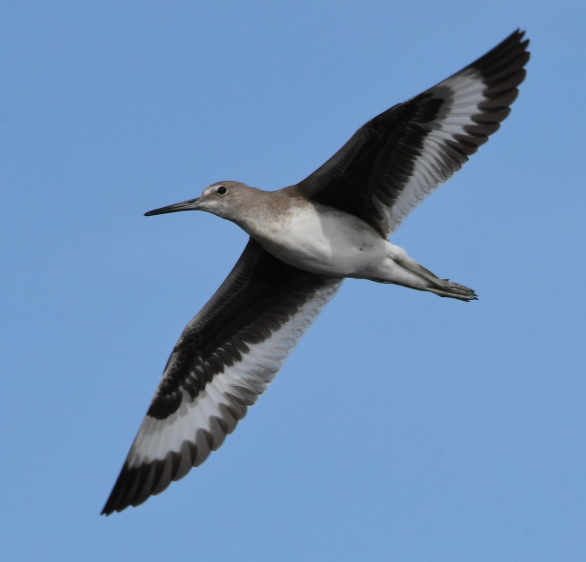 Willet - ML67652171