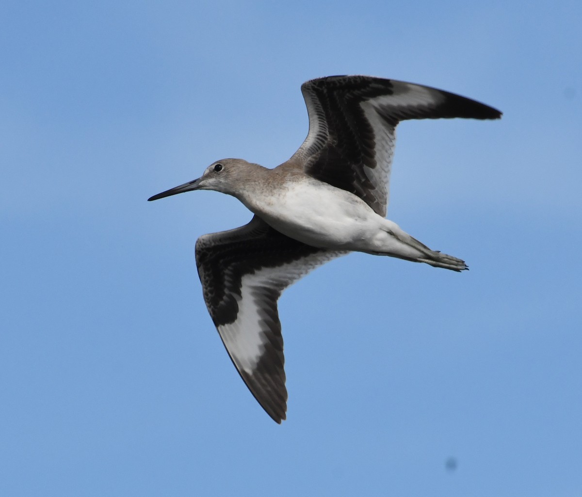 Willet - ML67652181