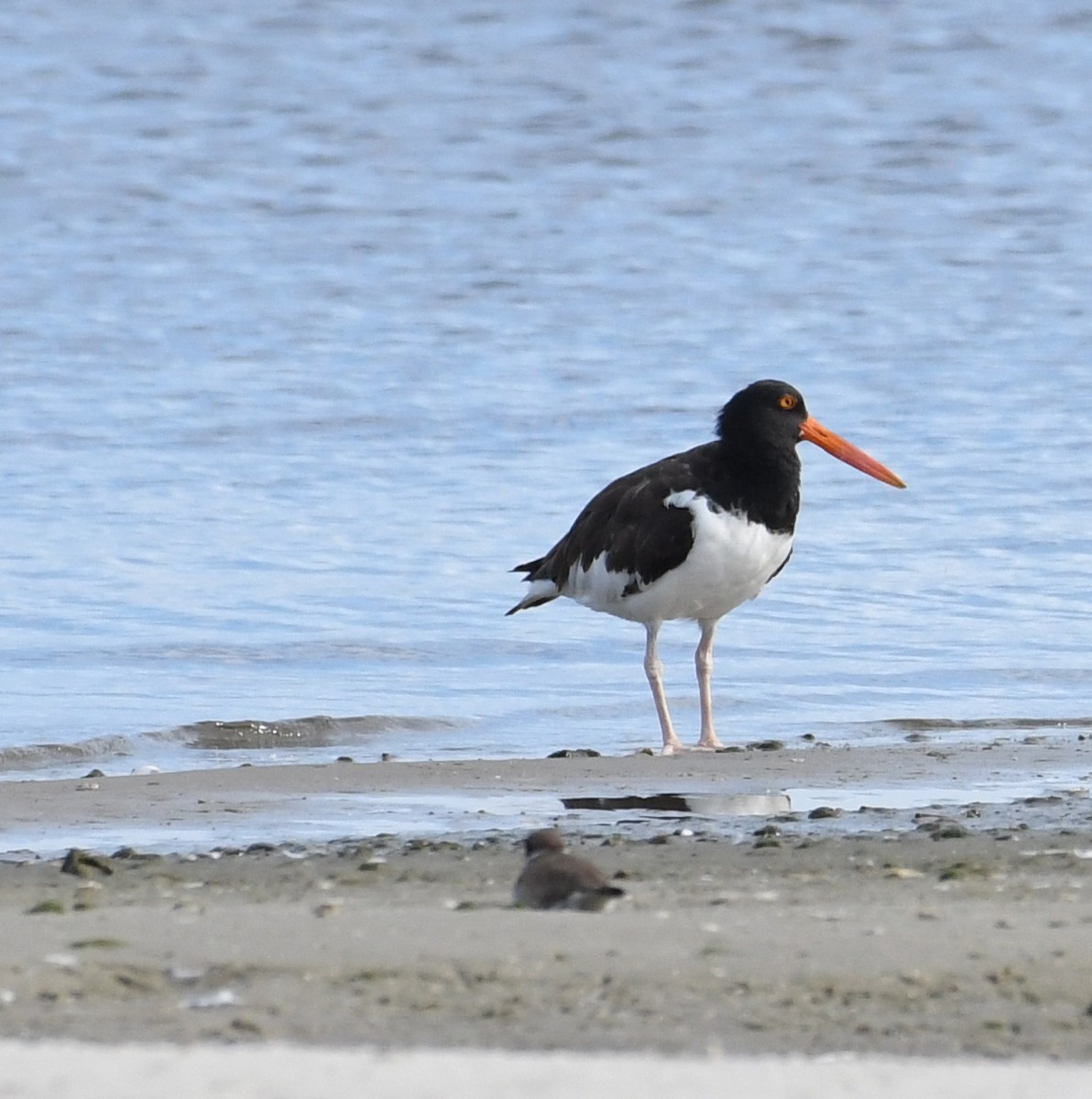 American Oystercatcher - ML67652201