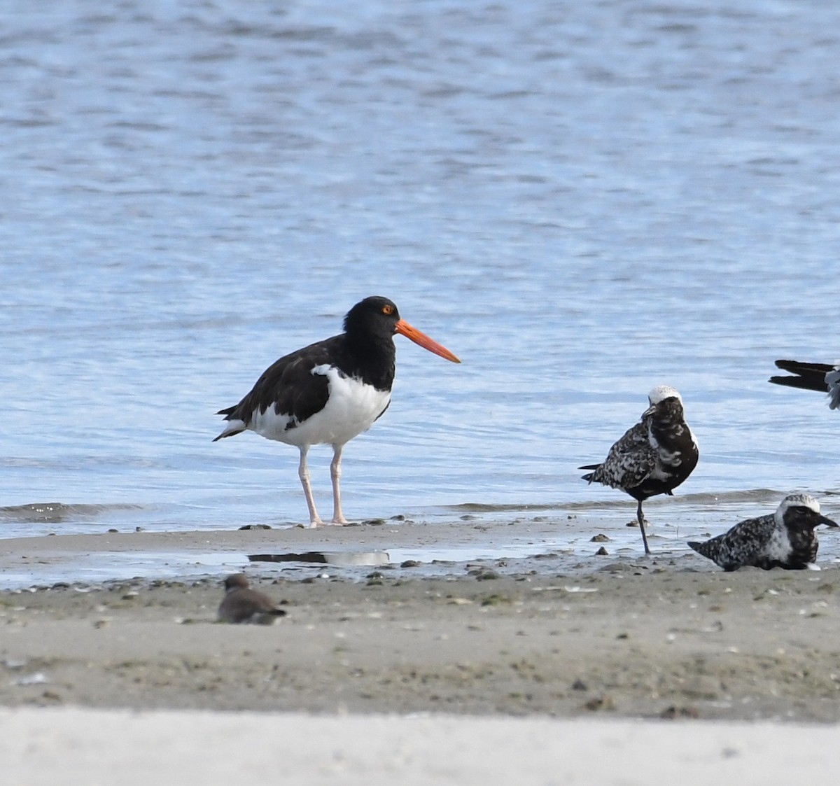 American Oystercatcher - ML67652211