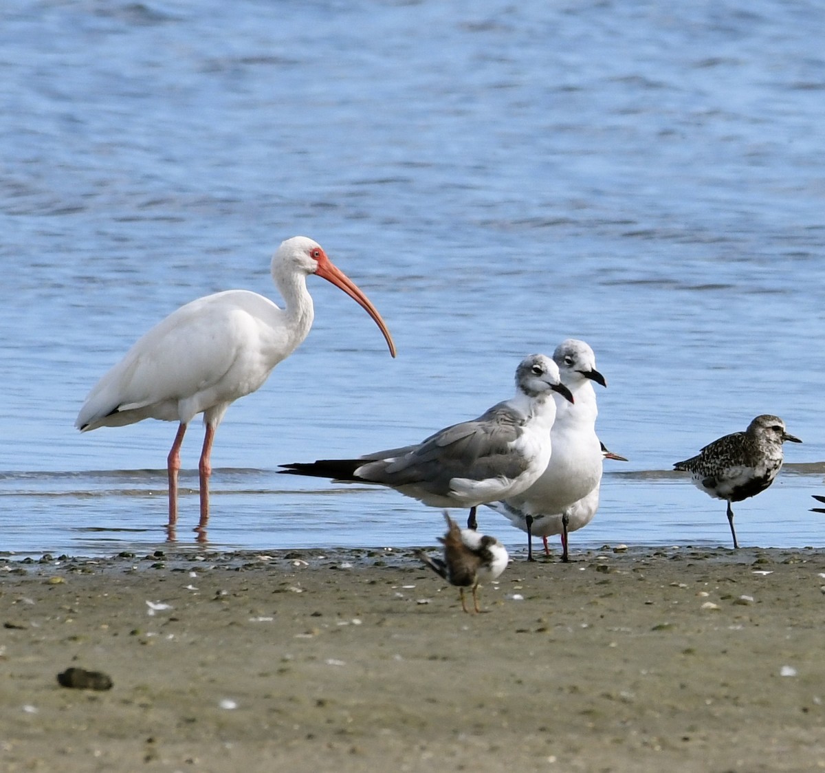 White Ibis - Suzanne Zuckerman