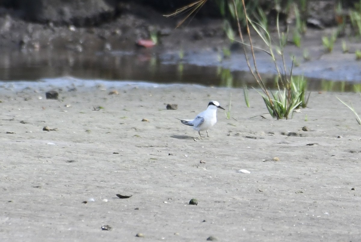 Least Tern - ML67652381