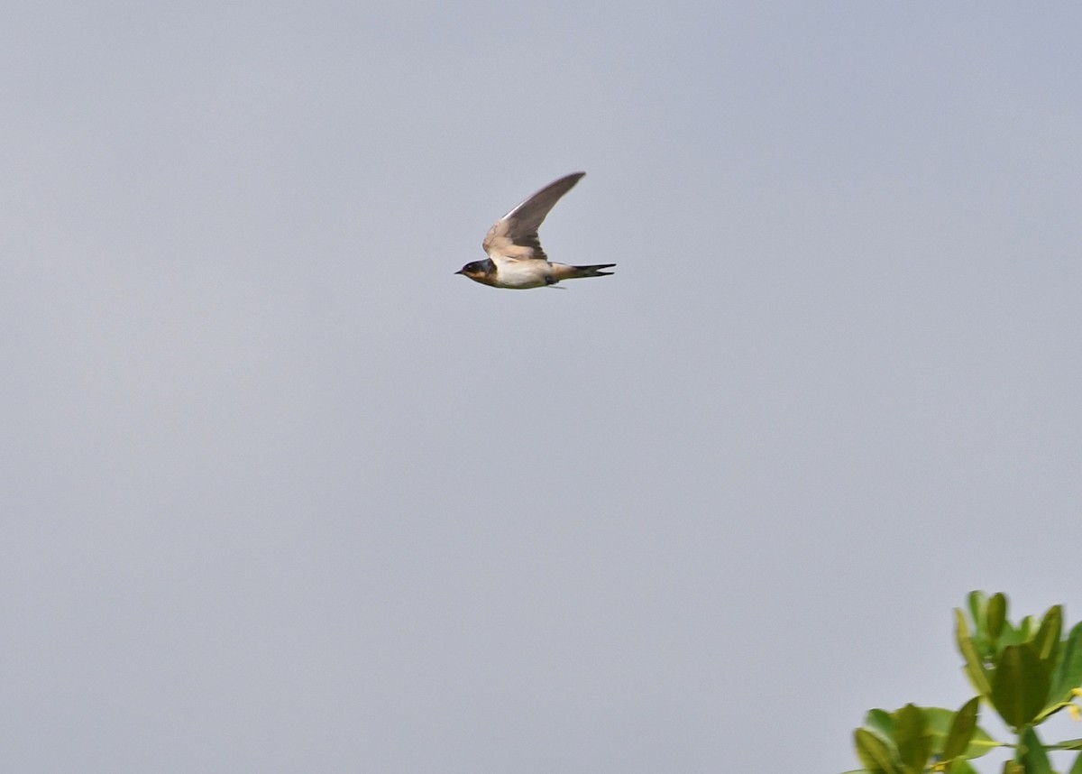 Barn Swallow - ML67652501