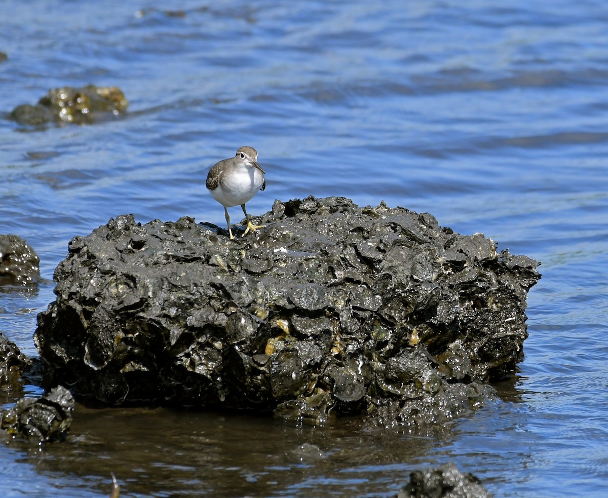 Spotted Sandpiper - ML67652541