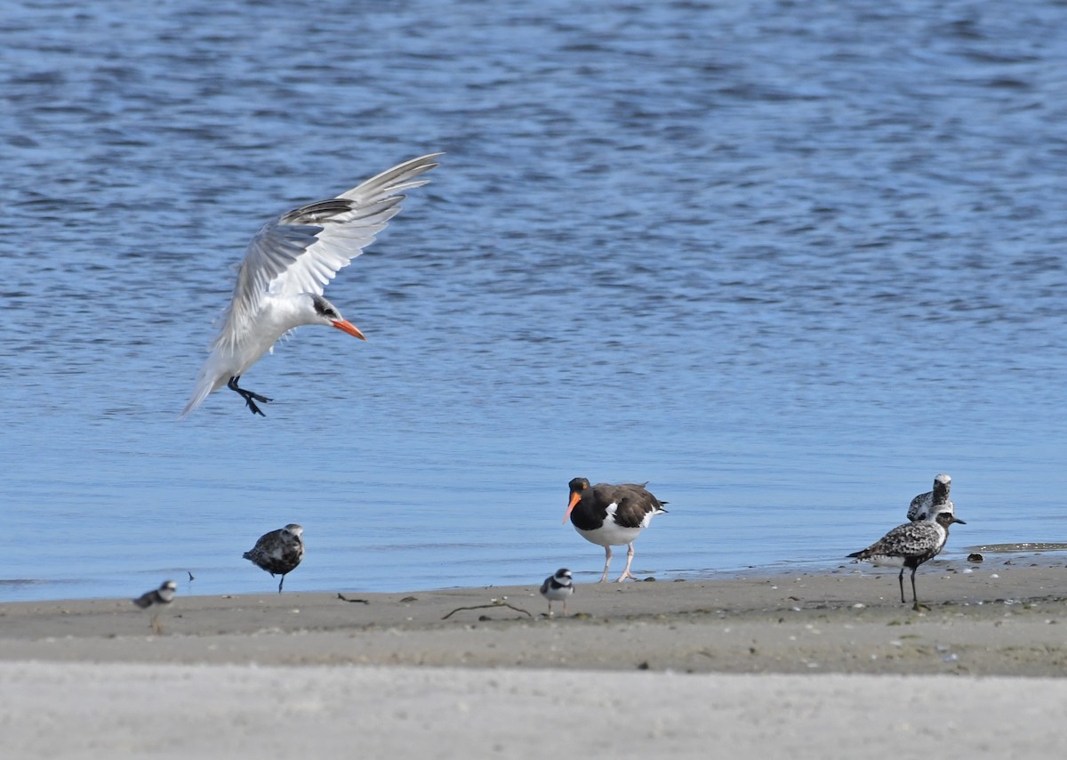 Caspian Tern - ML67652651