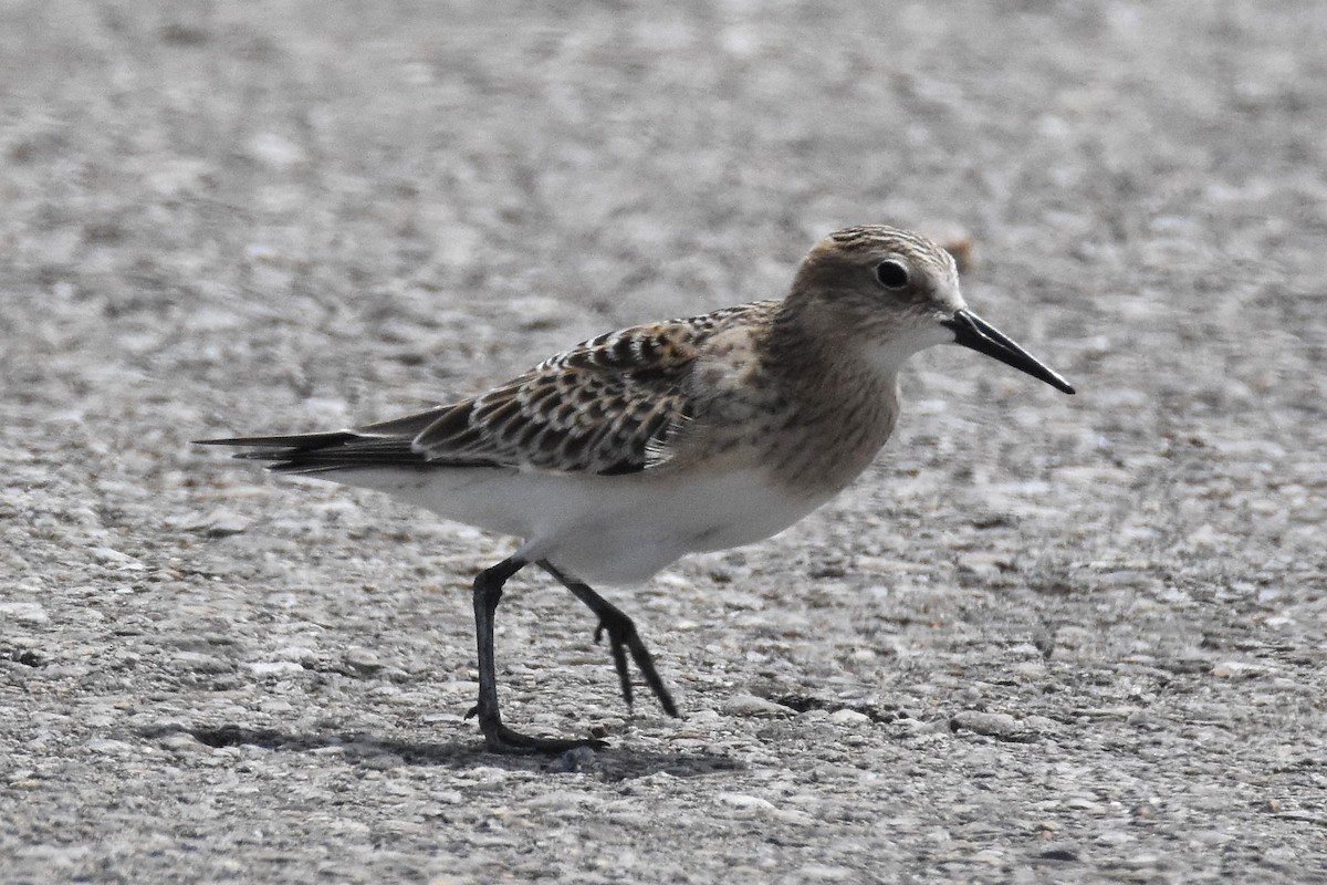 Baird's Sandpiper - ML67653141