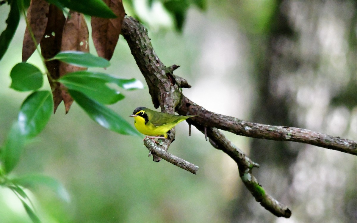 Kentucky Warbler - Fran Meyerson