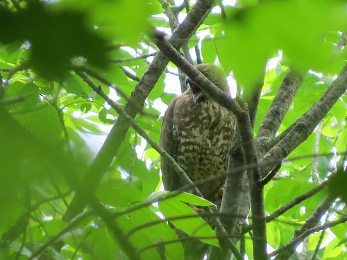 Broad-winged Hawk - ML67655881
