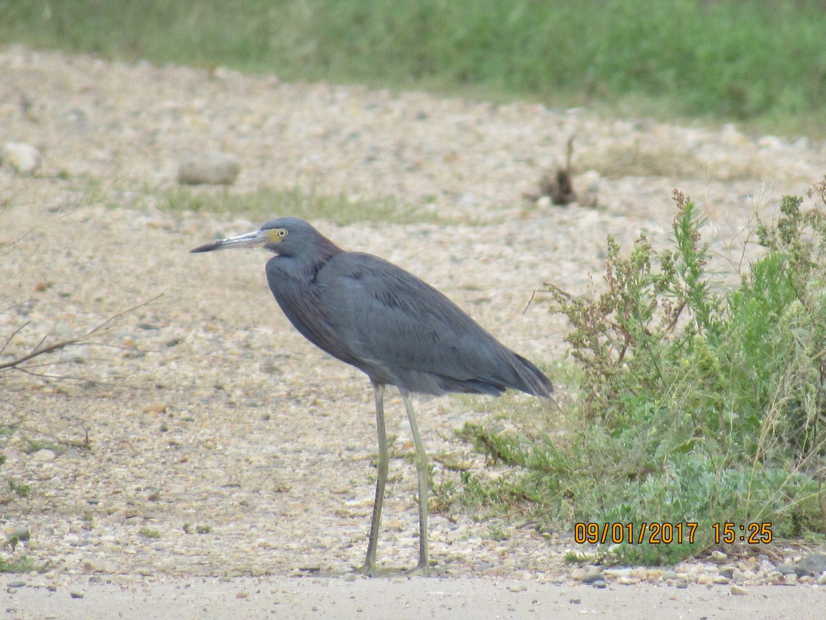 Little Blue x Tricolored Heron (hybrid) - ML67657111