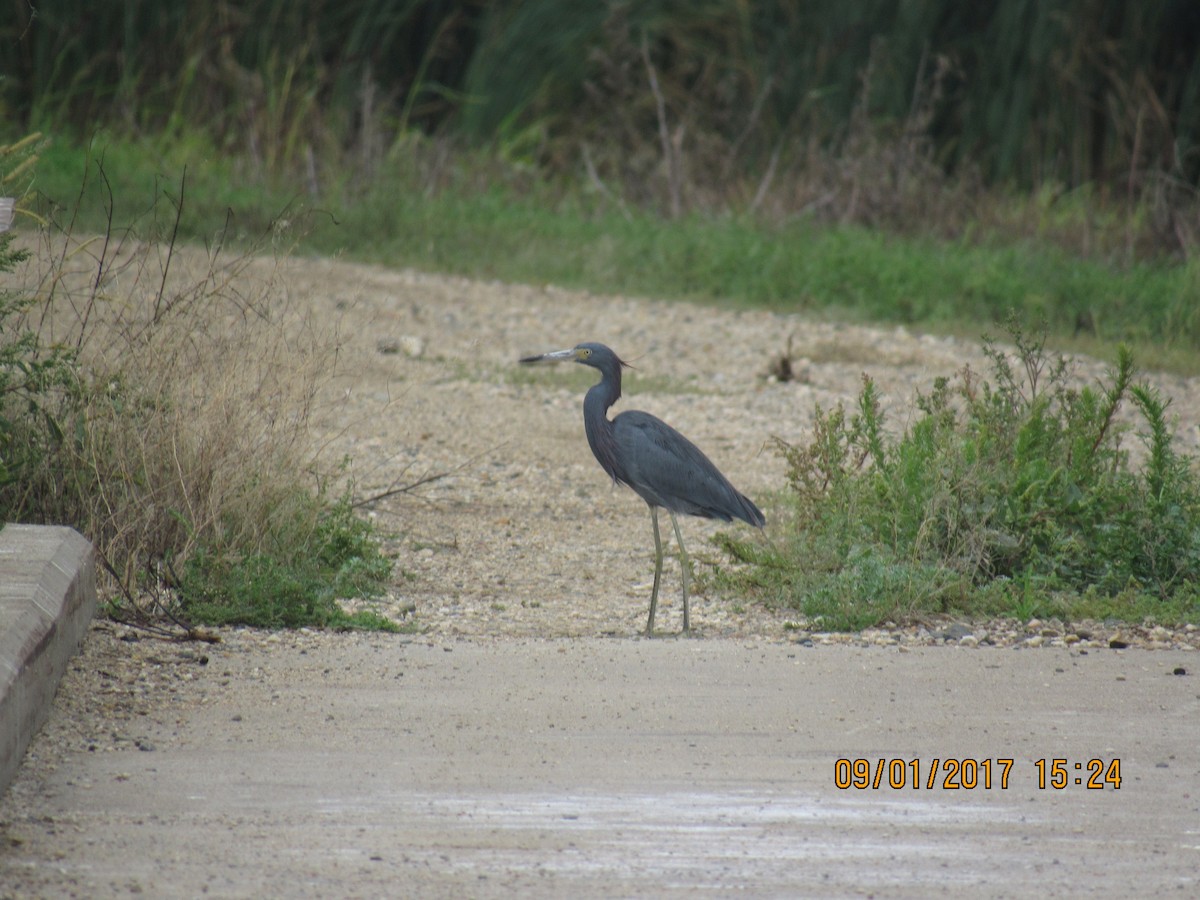 Little Blue x Tricolored Heron (hybrid) - ML67657121