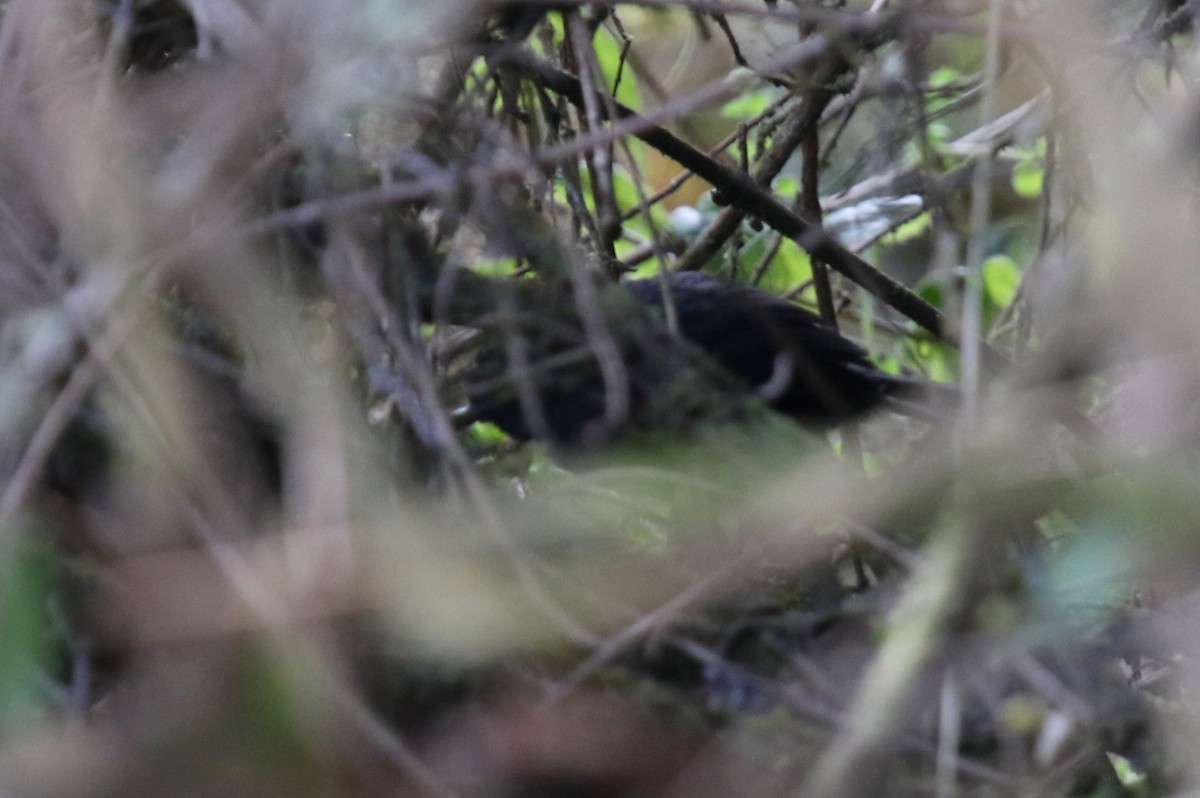 Paramo Tapaculo - Matthew Grube