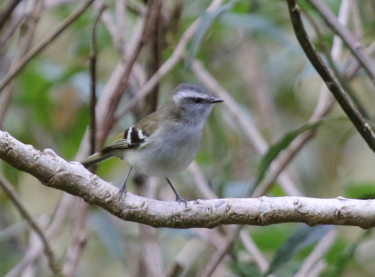 White-banded Tyrannulet - Matthew Grube