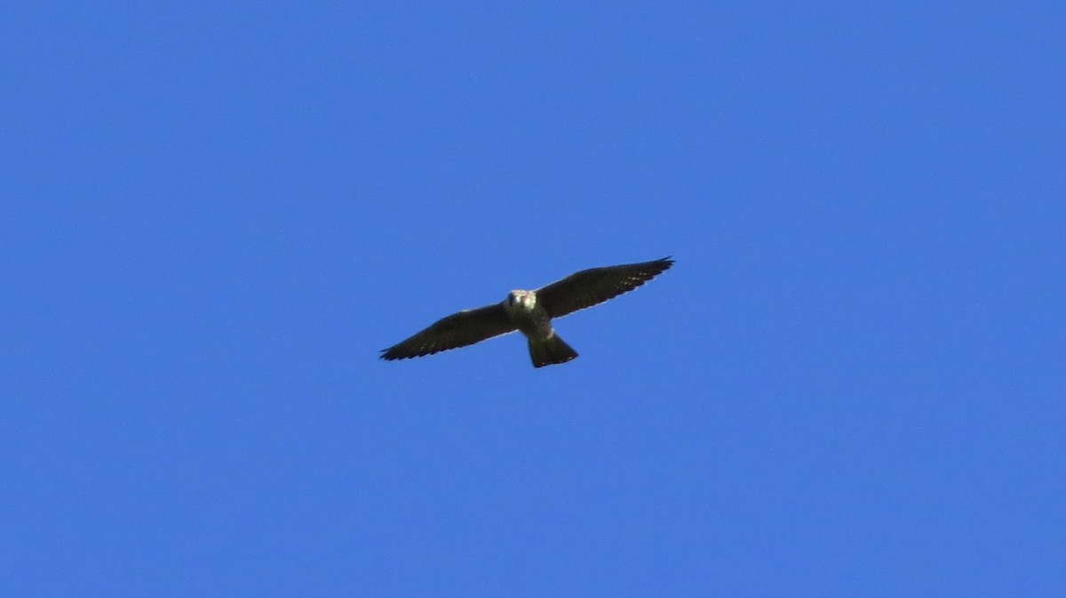 Peregrine Falcon - ML67657471