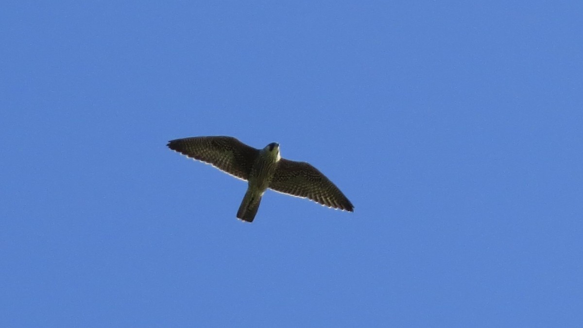 Peregrine Falcon - ML67657511