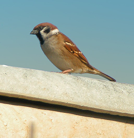 Eurasian Tree Sparrow - ML67658001