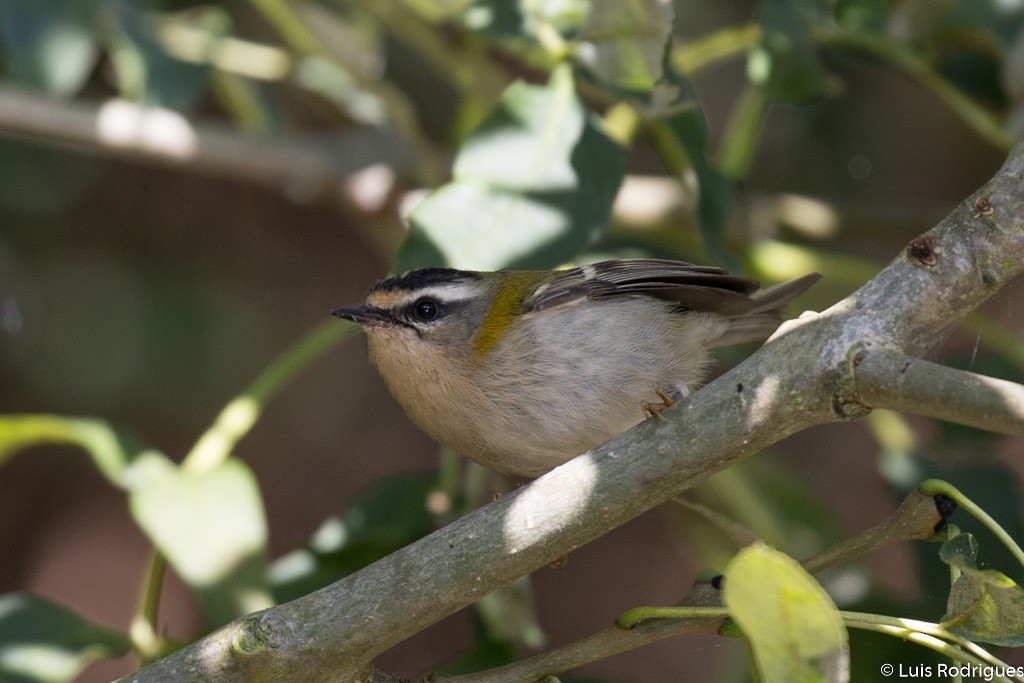 Common Firecrest - Luis Rodrigues