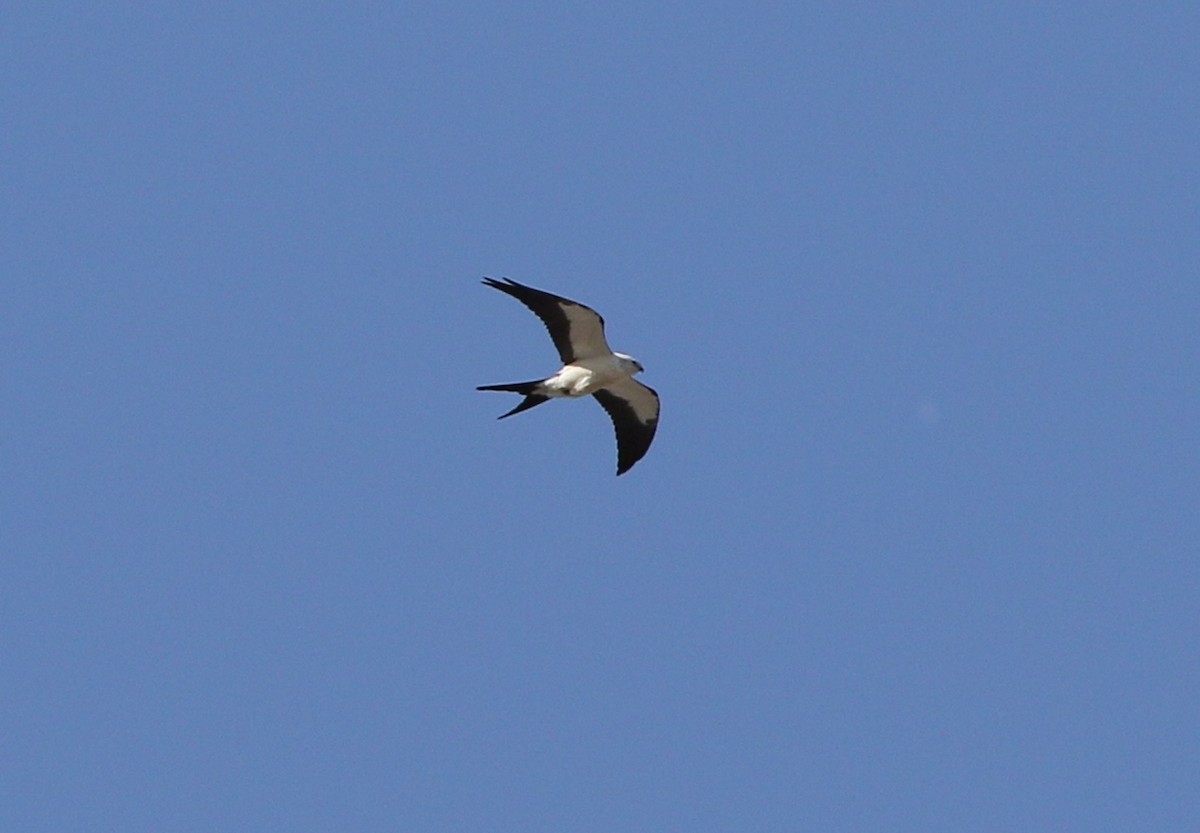 Swallow-tailed Kite - ML67659461