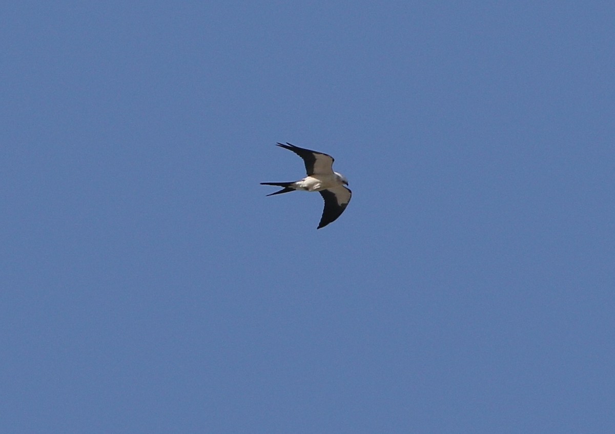 Swallow-tailed Kite - ML67659481