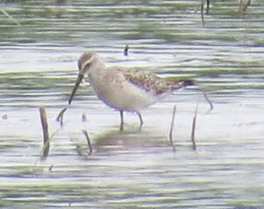 Stilt Sandpiper - Allen Gathman