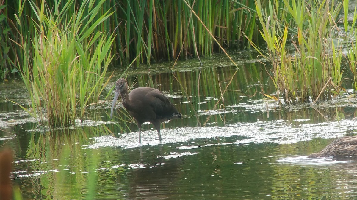 Glossy Ibis - ML67660701