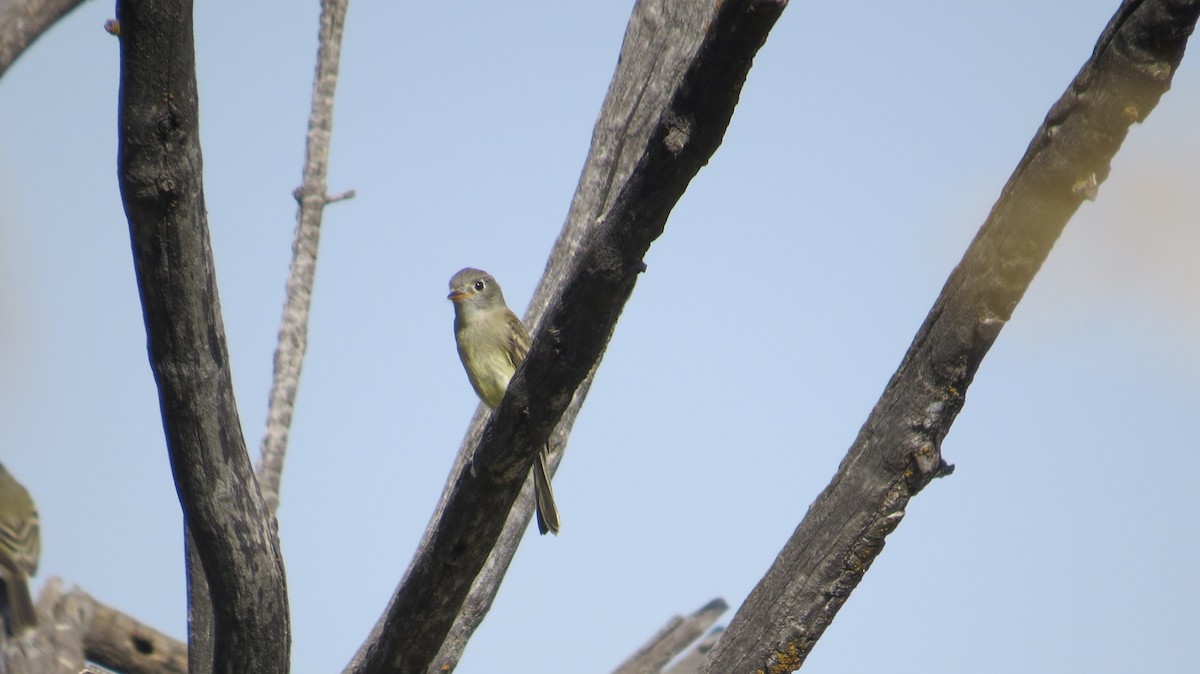 Піві-малюк сірий - ML67661591