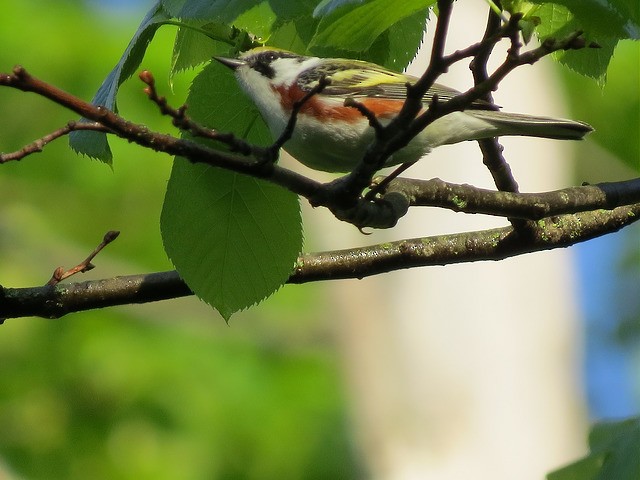 Chestnut-sided Warbler - ML67663251