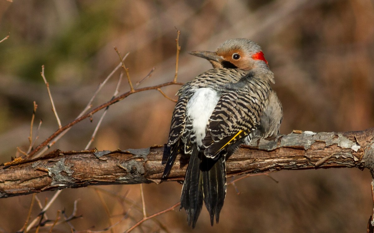 Northern Flicker (Yellow-shafted) - Fyn Kynd