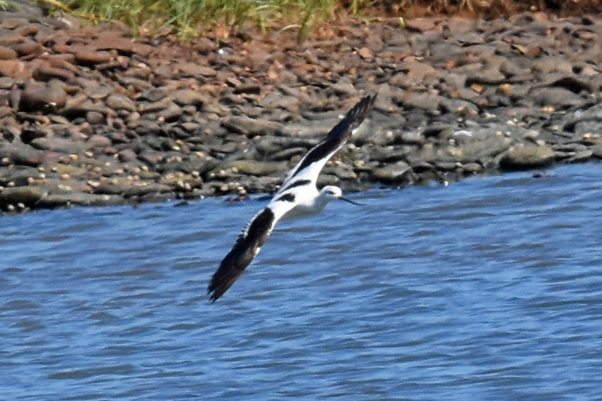 American Avocet - Liz Voellinger