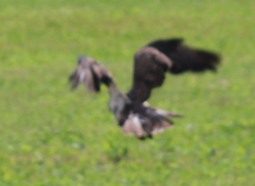 Common Buzzard - ML67666121