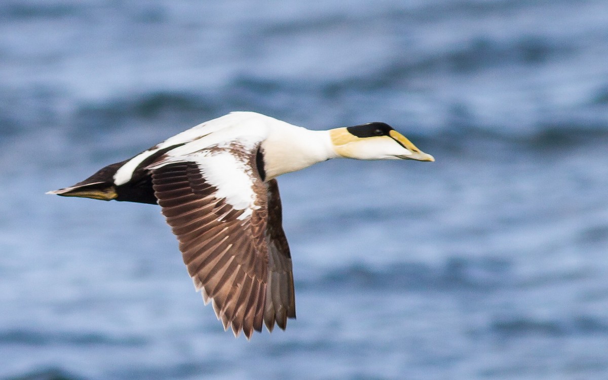 Eider arrunta - ML67666591