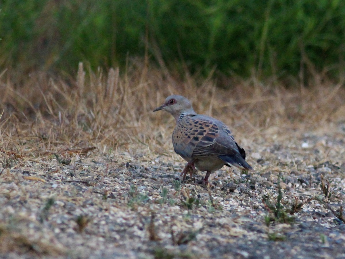 European Turtle-Dove - ML67666691