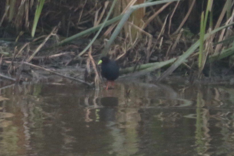 Polluela Negra Africana - ML67667481