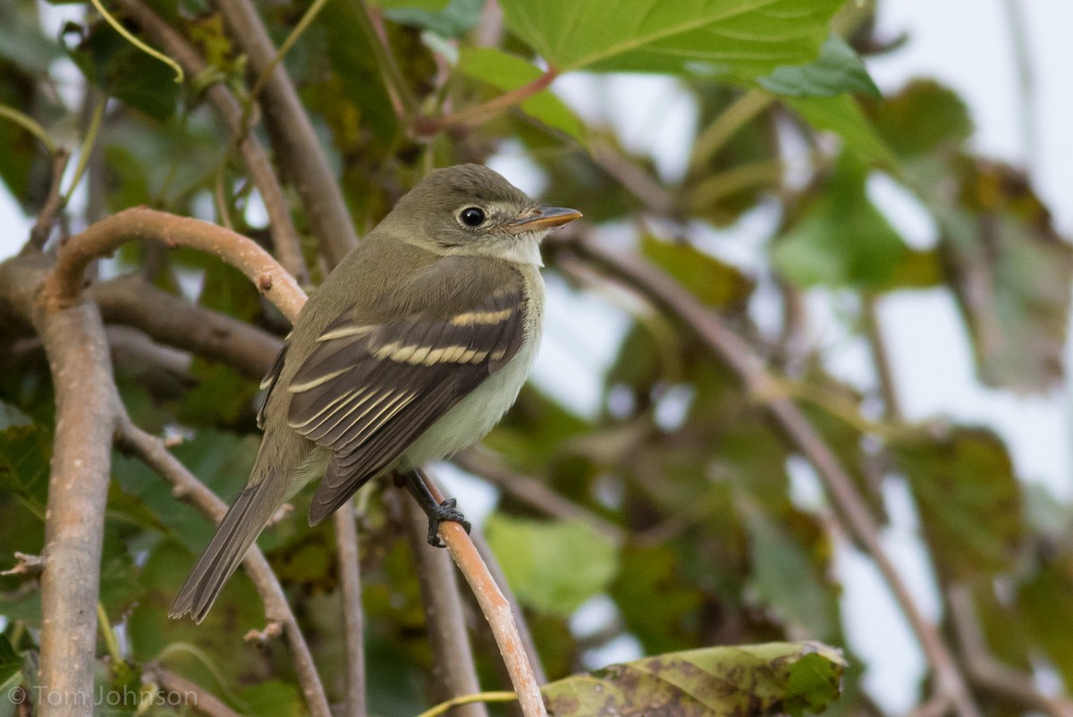 Alder Flycatcher - Tom Johnson