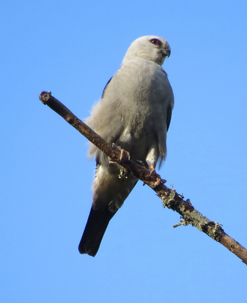 Mississippi Kite - Tim Armstrong