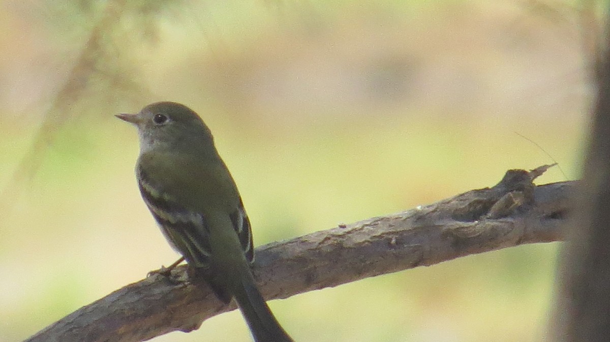 Dusky Flycatcher - Mike Hearell