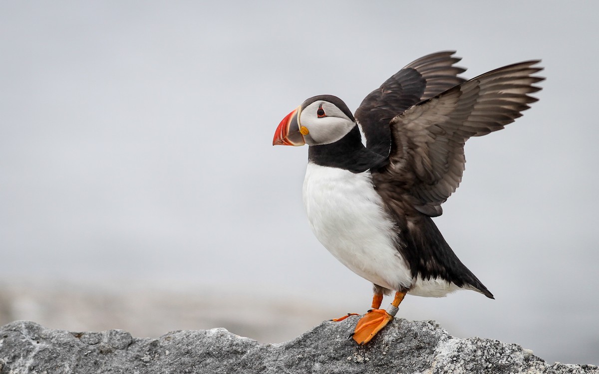 Atlantic Puffin - Fyn Kynd