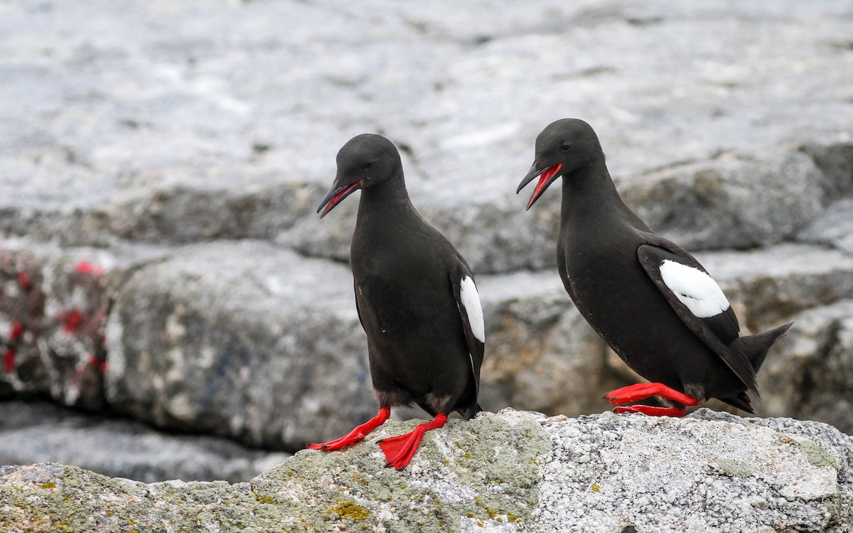 Guillemot à miroir - ML67672021